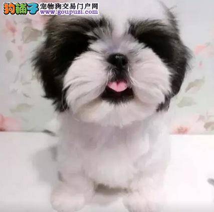 西施犬身体臭 狗狗体味预防方法