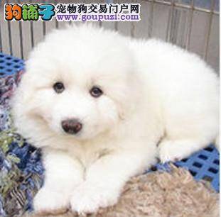 为您挑选一只优秀、健康的大白熊幼犬吧！