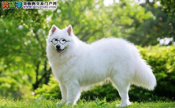 漂亮的日本尖嘴犬 养银狐犬的优点与缺点
