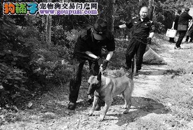 老人山中走失 民警携带搜救犬进山开展搜救工作