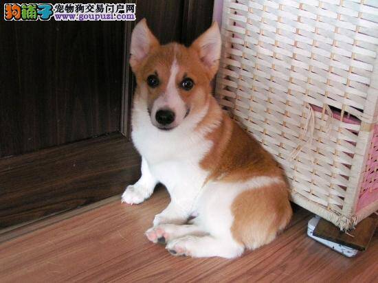 三个月的柯基犬得了细小如何是好