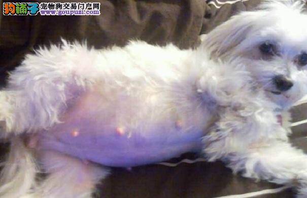 西施犬怀孕表现 怎样护理怀孕的西施犬