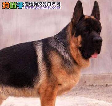 我家德国牧羊犬患上犬瘟应如何医治