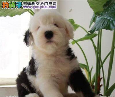 古代牧羊犬不吃狗粮该怎么办