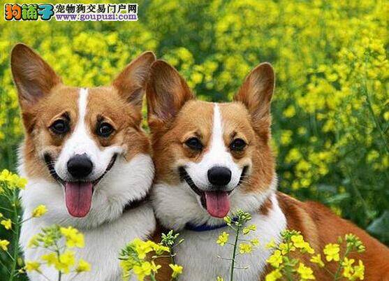 美容护理全分享 四个步骤完成柯基犬修剪指甲的任务