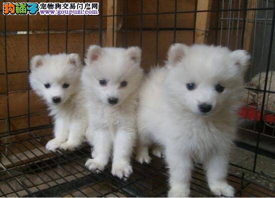 银狐犬最近老是恶心干呕什么情况