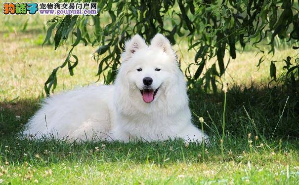 萨摩耶犬为什么毛发不亮 萨摩如何美容