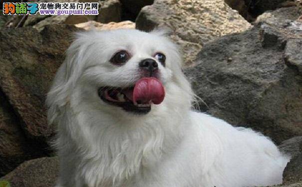 如何给京巴狗清理脚丫子 京巴犬脚部清洁