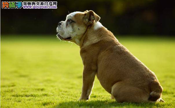 来自中国的世界名犬沙皮狗