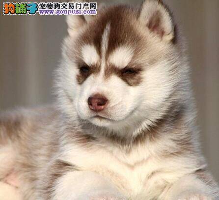 求支招 哈士奇拉不出便便