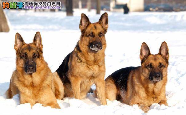 德国牧羊犬缺钙的症状 怎样给德牧补钙