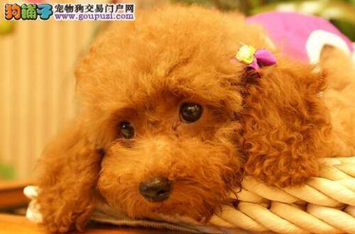 请教专业人士 帮你购买到健康优质的贵宾犬