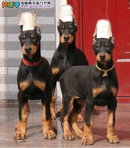 杜宾犬鼻子出现螨虫，严重掉毛如何是好