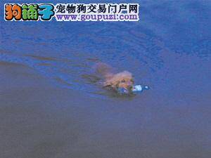 爱游泳有一手绝活的小狗每晚游泳避暑