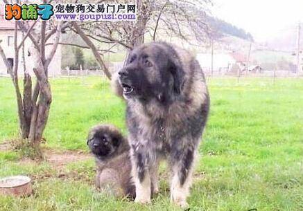 怎样给狗狗清洁卫生？高加索犬的淋浴和刷洗过程