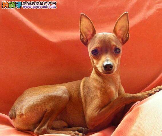 喂犬小建议 饲喂小鹿犬应遵守哪些规律