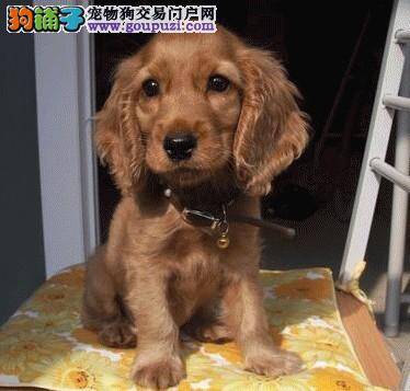 面对可卡犬抽筋你应该怎么办
