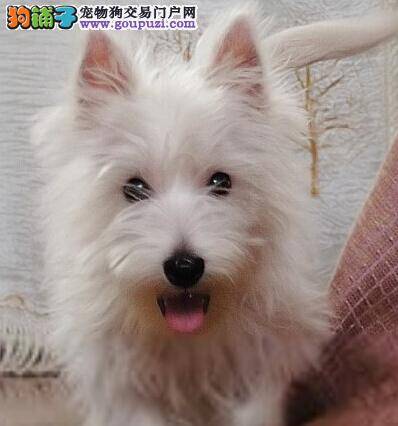 护理有妙招 西高地出现皮屑的原因及护理方法