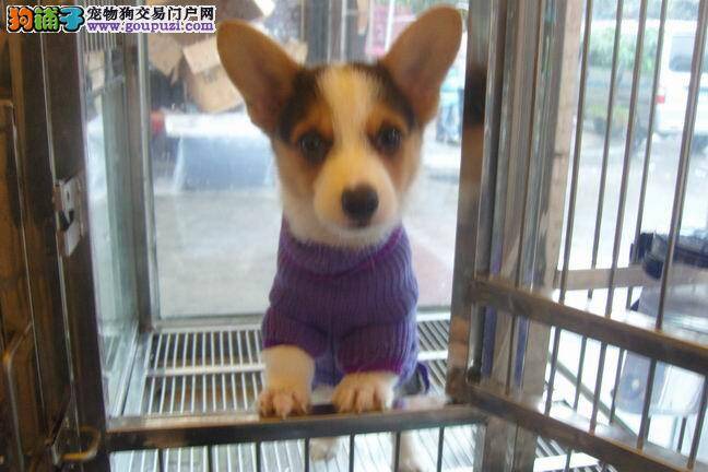 柯基犬肚子里长了一个肉瘤怎么治