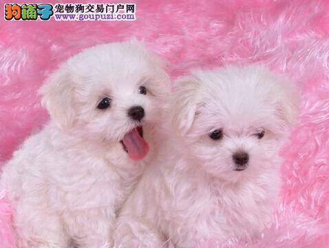 护食过度危害多 如何纠正比熊犬的护食毛病