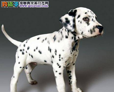 101忠犬的原型——大麦町犬