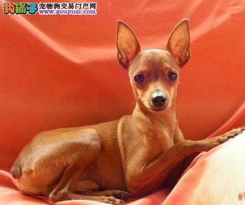 小鹿犬没精神，爱睡觉是什么问题