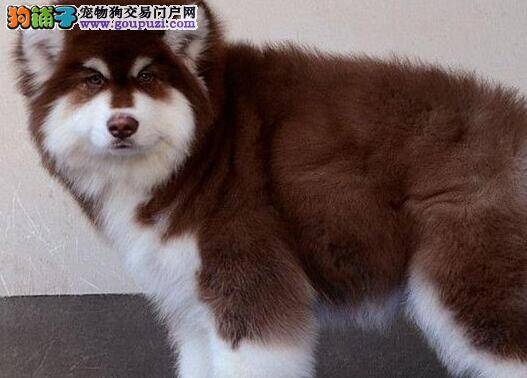 阿拉斯加犬大便干燥，如何缓解这种情况