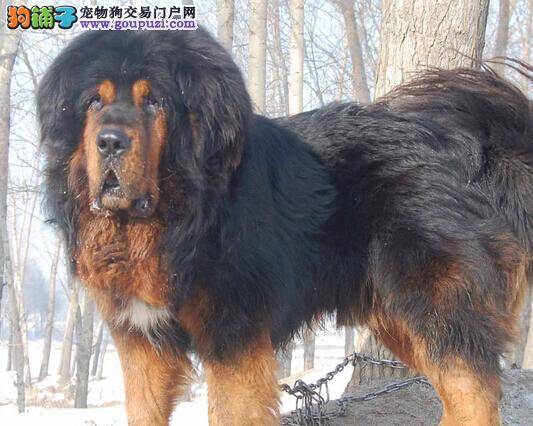 调教狗狗有方案 藏獒总咬人怎么办