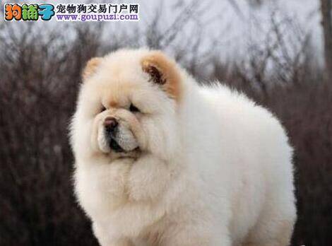 松狮犬有点尿血是怎么回事 求解答