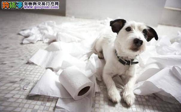 新手养狗小妙招，训练狗狗大小便的方法