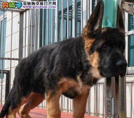 如何培养德国牧羊犬成为一名优秀的游泳健将