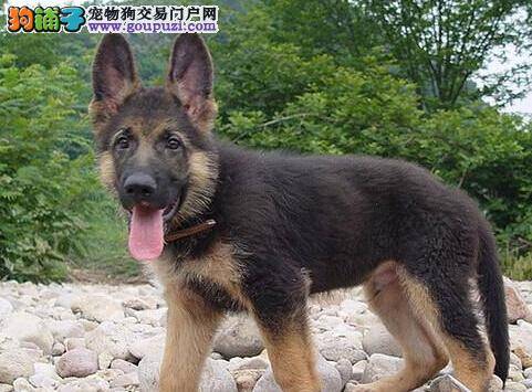 黄帝内经智慧全集 德国牧羊犬患上犬窝咳怎么办