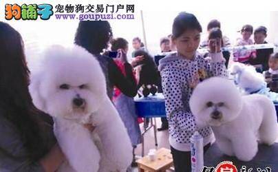 宜昌举办AKC-GS全犬种大赛80名犬T台“走秀”