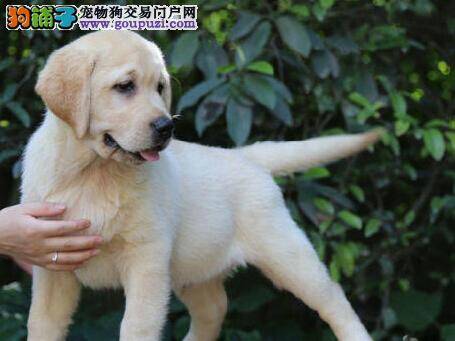 拉布拉多犬便便有点费劲是什么原因 怎么办