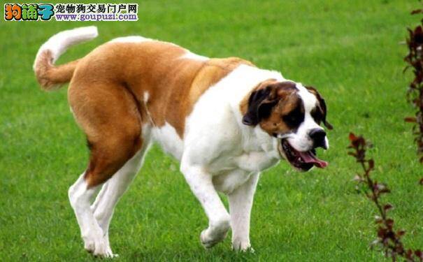 怎么给圣伯纳犬做美容