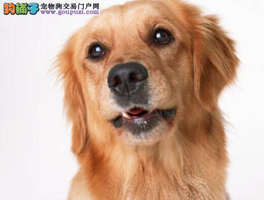 生活小帮手告诉你金毛犬独自在家应做好哪些准备