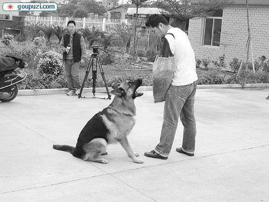 一条价值数十万元的名贵德国牧羊犬失窃