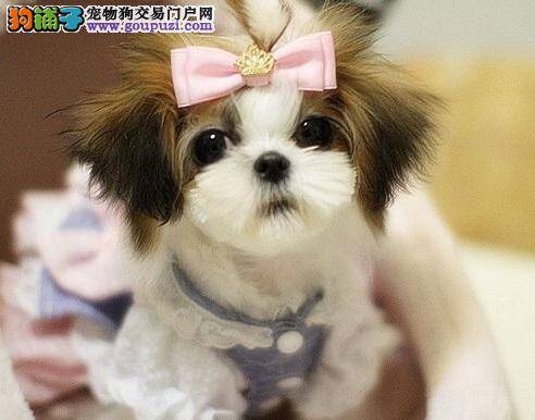 我家西施犬疫苗后有点拉稀是什么问题