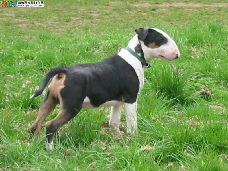 五个月的牛头梗总吐是怎么回事