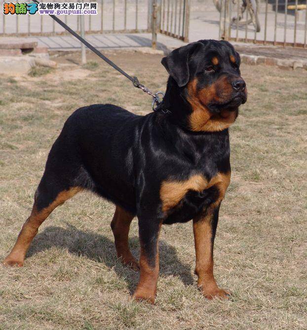 怎样让罗威纳犬享受到刷牙的快乐