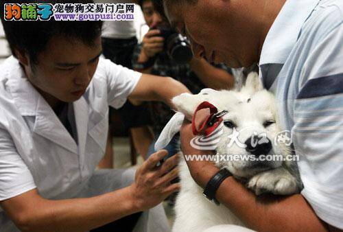 宠物要瘦身，专家不推荐宠物减肥食品