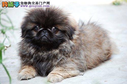 京巴犬咳嗽，流清鼻涕应如何医治