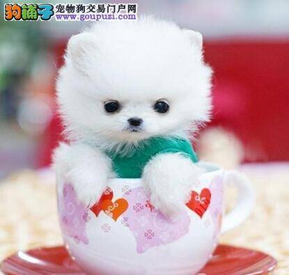 关注狗狗身体健康 了解茶杯犬疑难疾病的判断方法