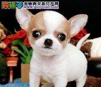 吉娃娃最近鼻涕流黄绿色的鼻涕了应怎样医治它