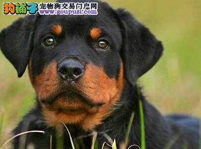 从平凡到惊艳 罗威纳犬瞬间变美的秘诀
