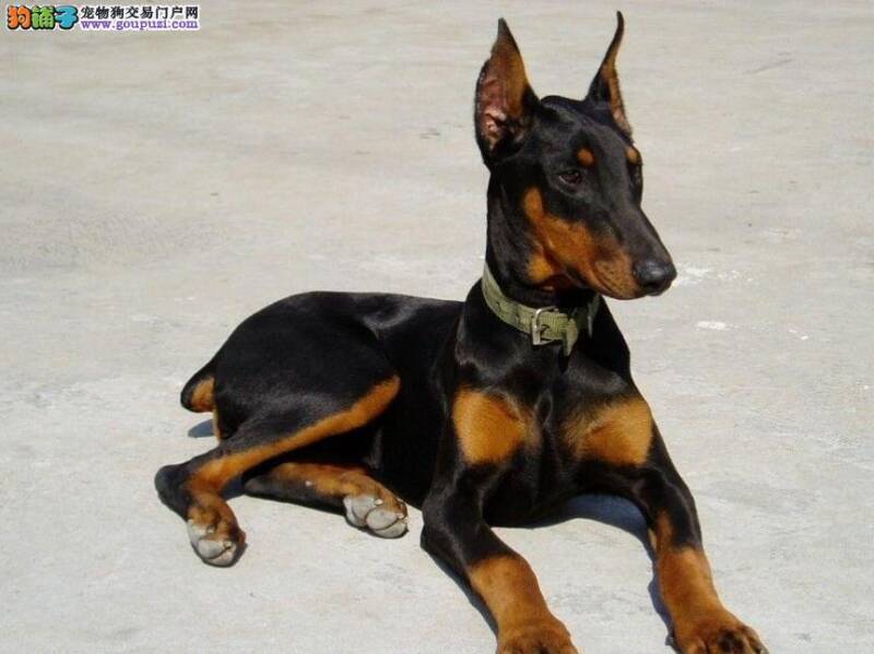 九个月的杜宾犬又拉又吐是生病了吗