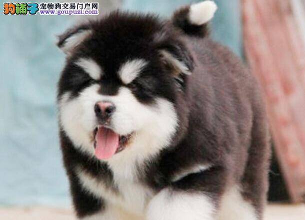 我家阿拉斯加犬身上很痒，毛发稀疏怎么回事