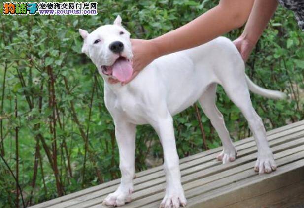 杜高犬一直吐是什么问题 求解答