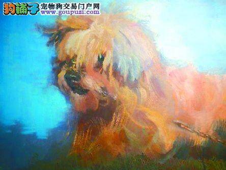 郑州市对养犬户实施政府补贴 办犬证免费到月底