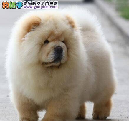 宠物家教支招怎样让调皮的松狮犬变的非常乖巧